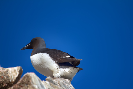 Brunnichs guillemot; thick-billed guillemot (Uria lomvia). Frantz Josef Land Archipelagoの写真素材