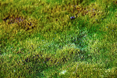 Moss carpet formed in the Arctic at northernmost limits of life, archipelago of Franz Joseph Landの写真素材