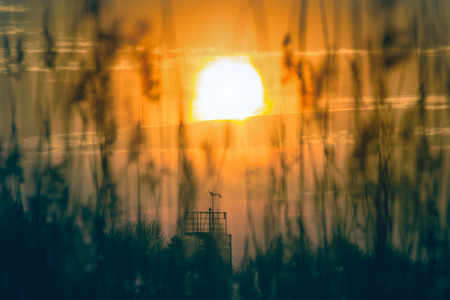 Sunset through branches and grass. The most beautiful in nature. Grass silhouettes against sunset backgroundの写真素材