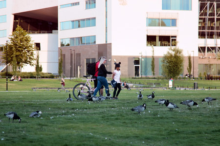 HELSINKI, FINLAND - AUGUST 22, 2017: Wild geese (Branta leucopsis) live within city limits with best ecological conditions and citizens have rest and engaged in sports here. Competition for habitatのeditorial素材