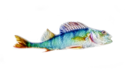 Fractal fish pattern. River perchの写真素材