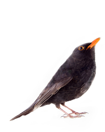 Blackbird (Turdus merula, male) is one of best singers and one of main objects of hunting in France, Italy, Spain, Greece. Le ballet de la Merlaison. Side view. Isolated on white backgroundの写真素材