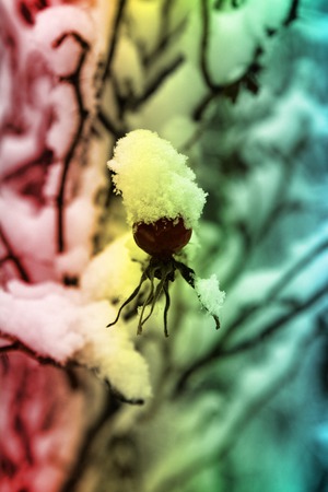 Winter wild rose, rose hips covered with snow, Illuminated by sun white frost on branchesの写真素材