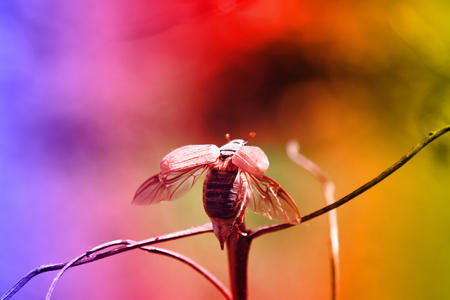May-bug (Melolontha melolontha) on tip of branch on bright two-color background. Pest of agriculture...