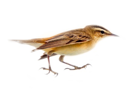 Sedge warbler (Acrocephalus schoenobaenus), wading bird, passerine birds - white background. Inhabits of marshy and reedy banks, often sings leaping from top of cane stalk, ringing singingの写真素材