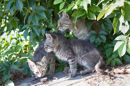 Cat and kittens ordinary breeds, wild paint, stray cats on street (in wild grapes)のeditorial素材