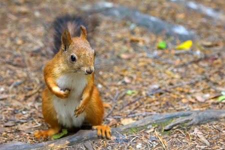 squirrel in Park closeup on background of summer woods. favorite furry animal on forest floorの写真素材