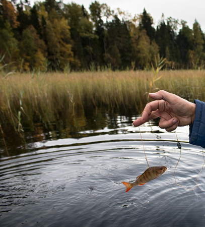 procedure of pike fishing in special trap, install kind of fishing tackle zherlitsa and bait with...