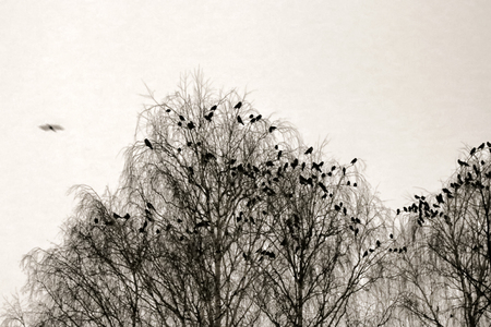 Hooded crows gathered overnight in city Park at winter. Public roosting birds, multitude of birds cluster of black birdsの写真素材
