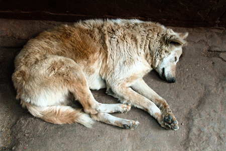 poor homeless skinny lorn dog on streets of city. Pets without a host starve to sleep on street