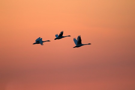 Flying swans against dramatically sunset sky, beautiful sunset. Flock of Bewick's swan (Cygnus...