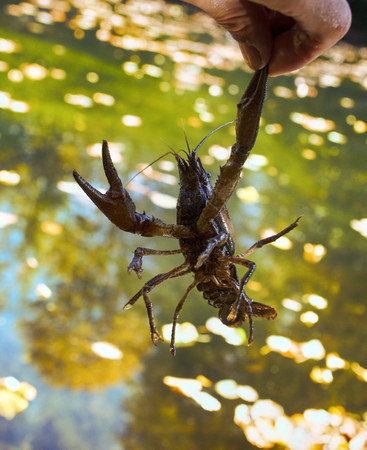 Narrow-clawed crayfish (Astacus leptodactylus) in South of France in slowly current river habitats...