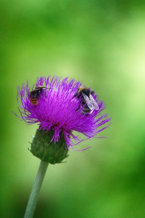 Sow-Thistle - ill weed and bumblebees Bombus collecting bitter honeyの写真素材
