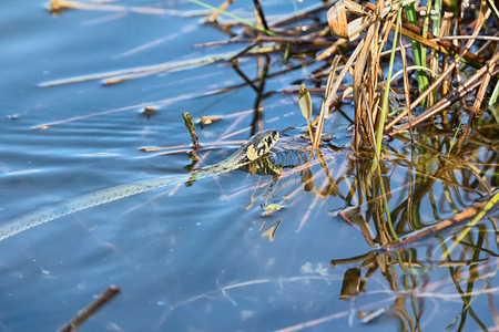 Floating snake, Grass snake (Natrix natrix) with second title is water snake it is good swimmer. It swims squirming all over its body, snake squirms among waterの写真素材