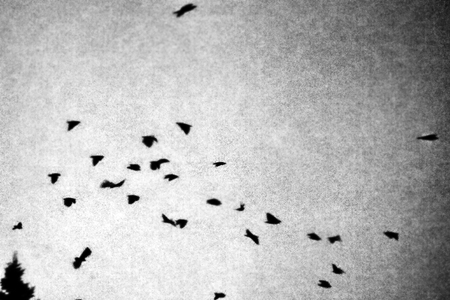flock of crows at dusk. Retro style, black and white grainy picture
