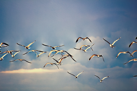 Seagulls in sky, summer light clouds. Herring gulls