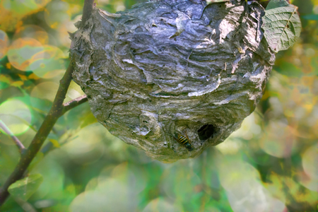 Round nest of paper wasp (Vespula) on branch. Infertile female feed larvae, lower part of nest and entrance, closeupの写真素材