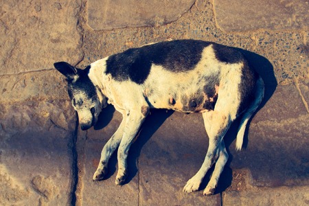 Stray dog on ground, top view. Rescue and shelters for homeless animals. Made boarding home for dogs. Concept: we are responsible for animals, compassion, humanityの写真素材