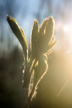Miracle of spring. Blossoming young leaves. Young leaves of mountain ash in the back lightの写真素材