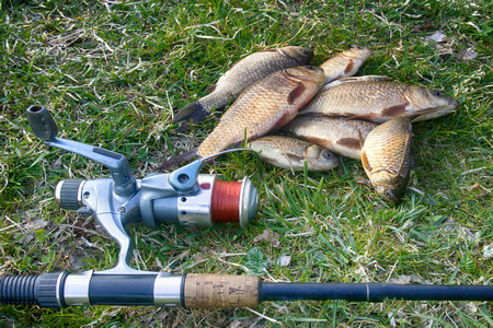 Fishing for white carp, Prussian carp, crucian carp in north ponds. Fish medium and small, coarse...