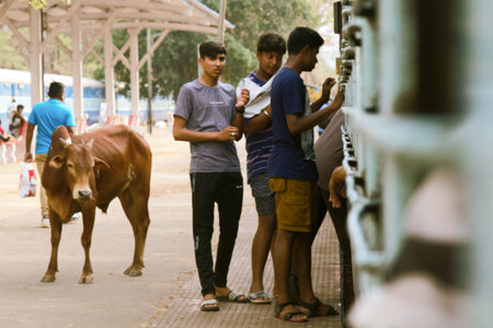 India, Vasco da Gama - 5 April 2018: Holy cow begging for food the passengers on the train.のeditorial素材