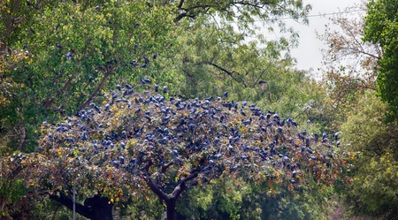 Multiplication blue rock pigeons seated on the horizontal branches of the plane tree. Indiaの写真素材
