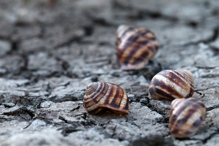 Severe drought in recent years in Europe and dead grape snails. Global warming leads to prolonged heat, depletion of water resources (chapped ground) as feature of total aridization, desert advancingの写真素材