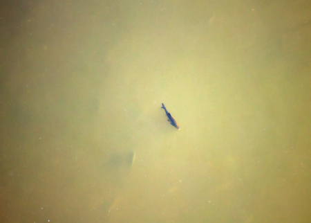 Chub floats on surface of water and eats mosquitoes. This fish behavior built catching of Chub on...