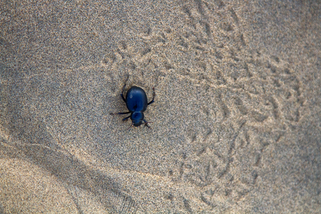 Black bug(darkling bug, Blaps gigas) roam sands of Great Indian Desert (Thar), leave chain of tracks; they collect water from morning raw air, are saprophages and necrophages - corpseの写真素材