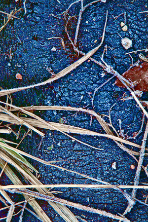 Frozen substrate. Freeze solid ground until blue (be blue with cold) and frosted grass. Concept of freezing and cold exposureの写真素材