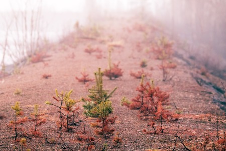 Small trees in fog and dew, pine undergrowth. Early spring in the Northの写真素材