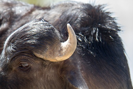 Indian water Buffalo young, portrait. cattle of Asian countries.