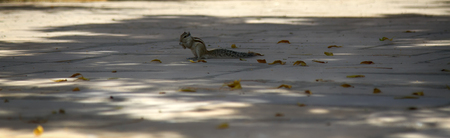 Indian palm squirrel (Funambulus palmarium) on the sidewalk. India