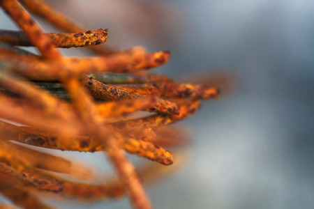 Detail of old rusty wire close-up on construction siteの写真素材