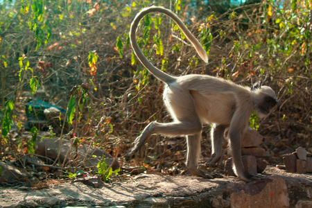 Langur Hanuman on the village fence. Monkeys visit gardens in search of leaves and fruitsの写真素材