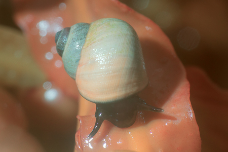 Sea gastropods on algae at low tide. Macro, Invisible to the eye world of marine plants and animalsの写真素材