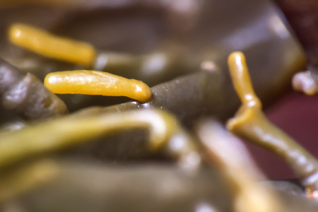 Brown algae (fucus). macro of algal body (blade. thallus). Invisible to the eye world of marine plants and animalsの写真素材