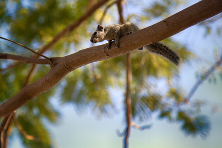 Indian palm squirrel (Funambulus palmarium) climbing a tree. Indiaの写真素材