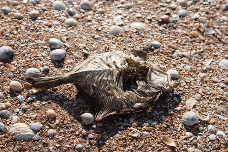 Dead dry fish (flounder, Platichthys, demersal fish) on a seashell (cockle, Cardiidae) beach by the Black sea, supralittoralの写真素材
