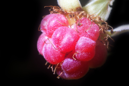 Velvet red raspberry. Unexpected ultra macro look at familiar fruits isolated on black background