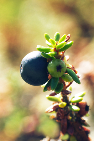 Crow berries (Empetrum nigrum) in the process of maturation. Macro photograph in the coastal tundra, forest-tundra of the White seaの写真素材
