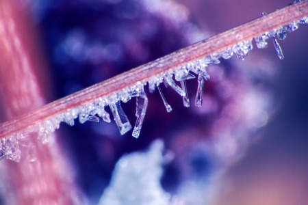 Hoarfrost on the branches. Ice crystals are gorgeous like faceted diamonds, like solitaire. On blue backgroundの写真素材