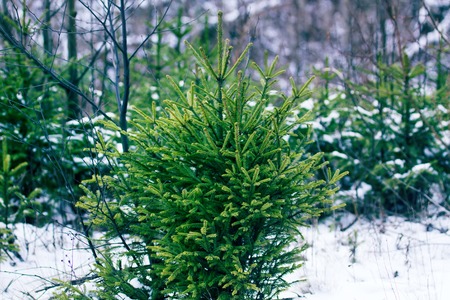 Undergrowth of coniferous trees in winter. Small firs and pines. Forest undergrowth as the main object of attention of forestry, as evidence of the natural renewal of the forestの写真素材