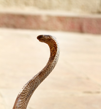 Last Snake Charmer (bede, geek) from Benares with Hamandryad (Indian Cobra, Naja naja). Profession...