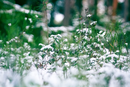 Pre-winter season. The first snow fell on the green and yellow autumn plants and mushroomsの写真素材