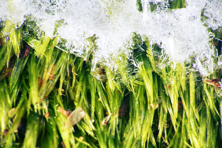 First frost. Patterned hoarfrost on the grass that has fallenの写真素材