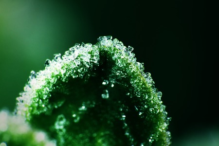 Ice plant. Ice spicule appeared on green leaves because of unexpected frost. Photo hoarfrost with application of ultra magnification, beauty of ice crystals as precious jewel, jewelry designの写真素材