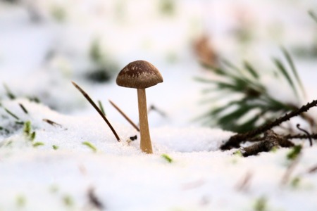 Pre-winter season. The first snow fell on the green and yellow autumn plants and mushroomsの写真素材