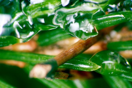 Ice plant. Ice spicule appeared on green leaves because of unexpected frost. Photo hoarfrost with...