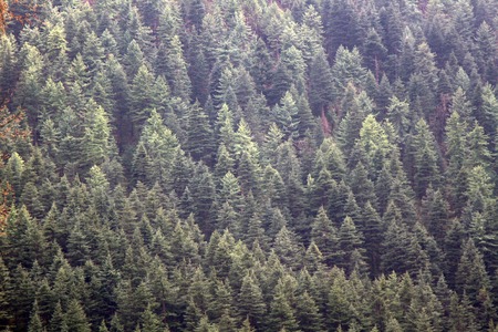 Himalayan fir (Abies spectabilis) on the slope of the Pre-Himalayas, Shiva mountain. Dense thickets of old high-stem treesの写真素材